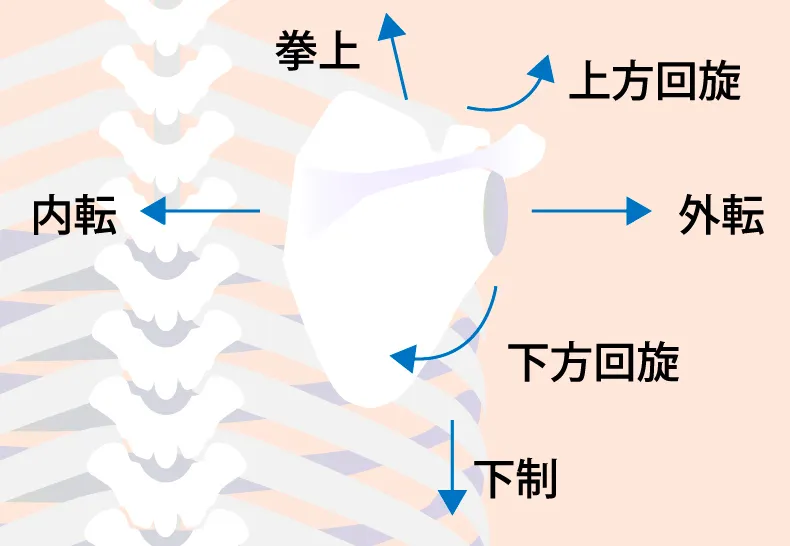 肩甲骨はがしのイメージ写真