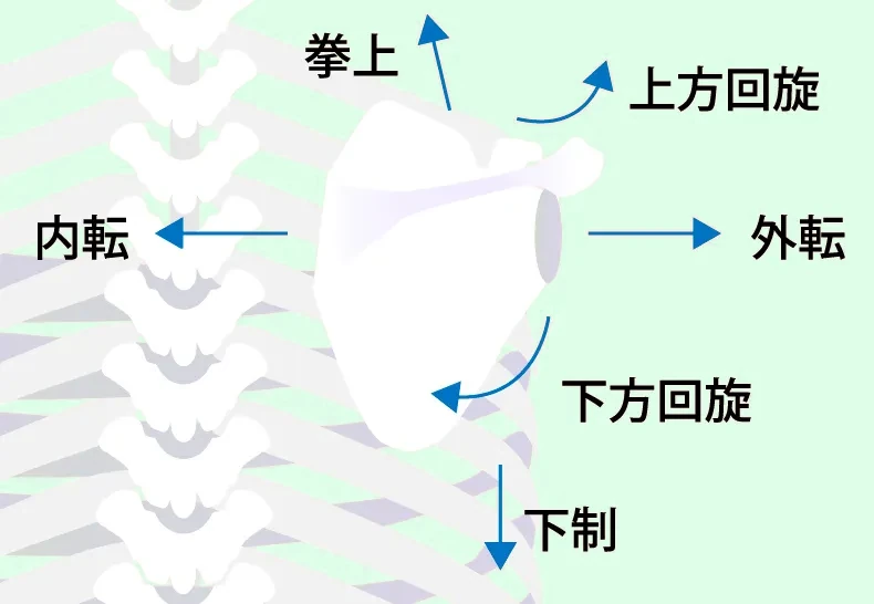 肩甲骨の動き：挙上・下制・内転・外転・上方回旋・下方回旋