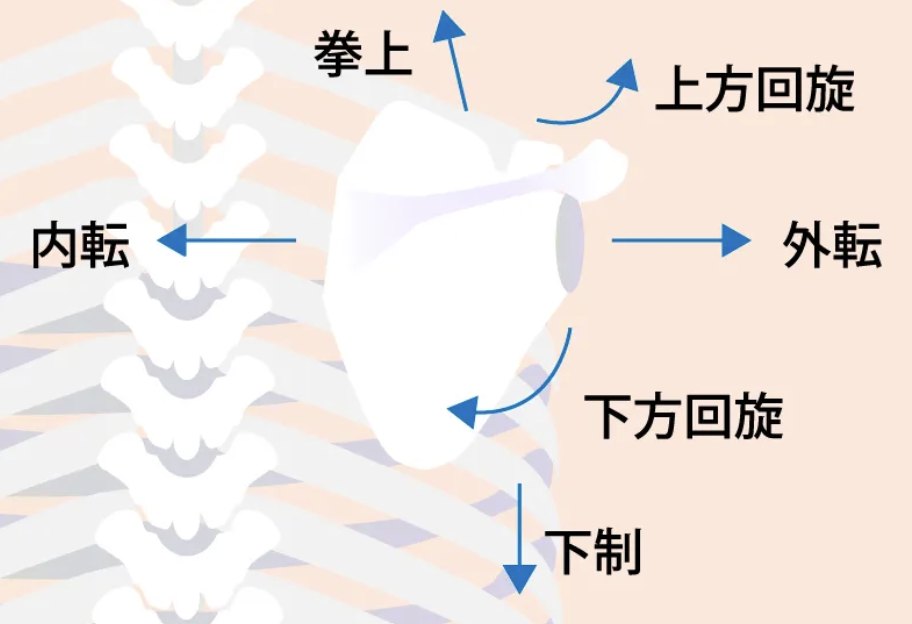 肩甲骨の動き(挙上・下制・内転・外転・上方回旋・下方回旋)